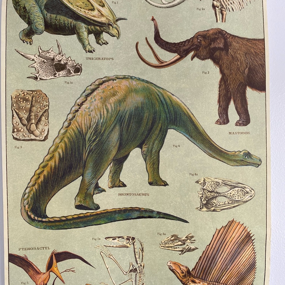 Vintage Medical-Style Poster